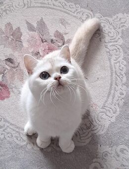 Jung Katze - Nürnberg