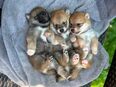 Shiba Inu Welpen suchen Traumzuhause in 84089
