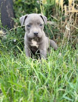 Amstaff Welpen Junge Mädchen - Leipzig