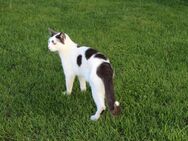 Katze / Kater vermisst in 85051 Ingolstadt/Hundszell - Ingolstadt