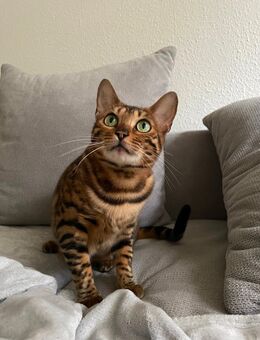 Bengal Katze in liebevolle Hände abzugeben - Bremen