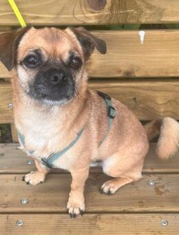 Mops-Mischling Olli - Eichenzell