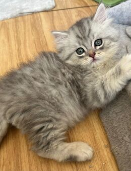 🐾 Süße Katzenbabys abzugeben – geboren am 03.07.2025 🐾 - Berlin Neukölln
