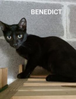 Benedict - Wer spielt mit mir? - Aichwald