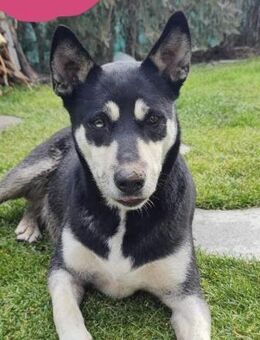Tara Husky Mix - Beltheim