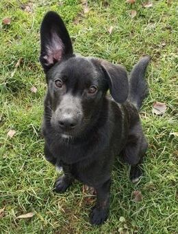 Kalle sucht sein Zuhause - Bochum