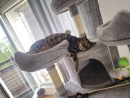 Kastrierter Bengalkater abzugeben. - Berlin Marzahn-Hellersdorf
