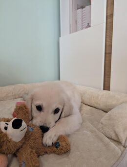 Golden Retriever Welpe weiblich - Traitsching