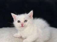 Süße BKH kitten - Höhr-Grenzhausen Zentrum