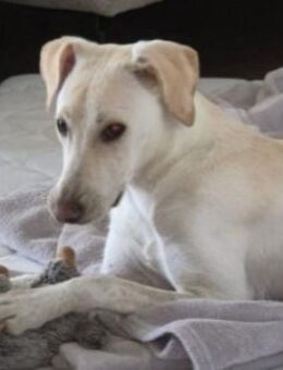 ONNI - fröhlicher, verspielter Junghund - Kallmünz