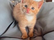 Kitten/ Babykater rot sucht ab Aug ein liebevolles zu Hause - Peitz