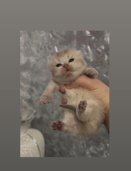 Britisch kurzhaar Katzen - Duisburg