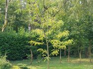 Gleditsia triacanthos Sunburst(Lederhülsenbaum) - Kempen