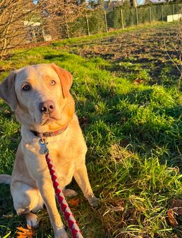 Labrador Hündin mit Ahnentafel sucht - Bergkamen Zentrum
