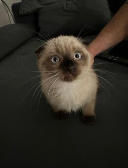 Birma&BKH Mix kitten/ Baby - Mönchengladbach