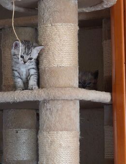 BKH Kitten (Kater) sucht liebevolles Zuhause - Michelfeld