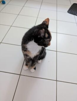 Kitten sucht liebevolles zu Hause - Chemnitz