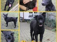 Shadow kroatischer Schäferhund Mix Rüde - Margetshöchheim