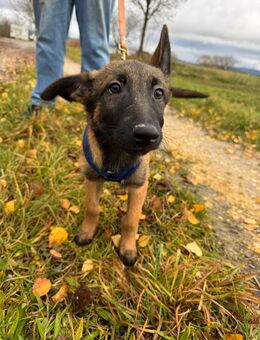 Malinois Welpe Rüde ca 16 Wochen alt - Grattersdorf