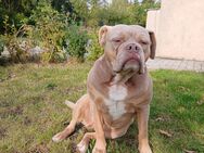 Old English Bulldogge - Letschin