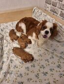 Cavapoo Welpen/Pudelmischlinge/ Hybridrasse in 32278