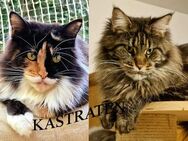 Sehr schöne Maine Coon Kastratinnen mit Stammbaum zur Abgabe - Stuttgart