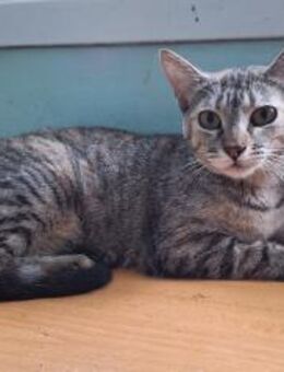 Zutrauliche Katze Alona - Karlsruhe