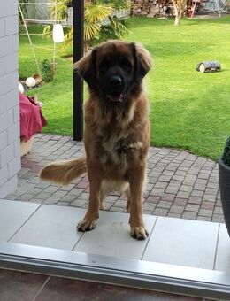 Leonberger-Hündin (5 Jahre) sucht liebevolles Endzuhause - Kamp-Lintfort