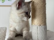 BKH Mix Kitten - Reiskirchen