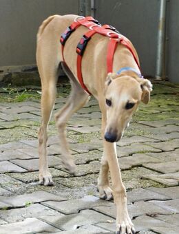 Nora, neugierig, offen, lernwillig - Westerholt