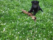 Deutscher Schäferhund (lang Stockhaar) - Leipzig