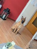 Belgischer Schäferhund Welpe in 59872