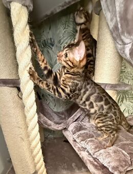 Wunderschöne Bengal Kitten mit Stammbaum bereit für ihr neues Zuhause - Seevetal