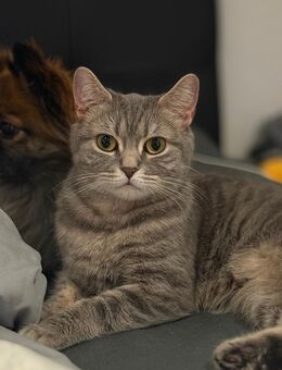 Britisch Kurzhaar kitties - Wolfenbüttel