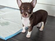 Chihuahua Rüde (Welpe) - Dinslaken