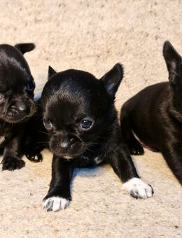 Reinrassige Chihuahua Welpen - Waldkraiburg