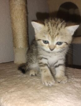 BKH Kitten - Lahr (Schwarzwald)