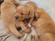 Labrador Welpen (Labrador x Labrador/Border ) - Möckern Pabsdorf