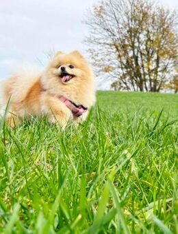 Pomeranian Hündin Creme - Diemelsee