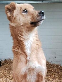 NUGGET - liebenswerter Traumhund - Weiterstadt