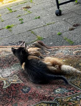 Kittens abzugeben - Mönchengladbach