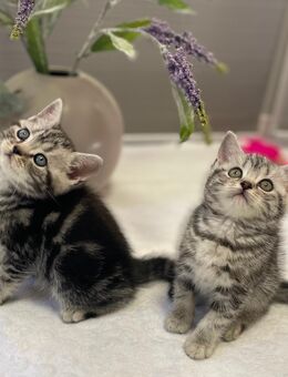 Bezaubernde bkh Kitten black silver tabby classic mit Papiere, absolut exklusiv - Bad Staffelstein