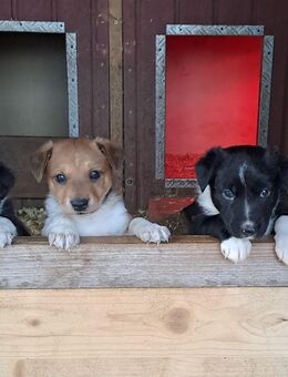 Wunderschöne Border Collie x Scandinavian Hound Welpen abzugeben - Bernburg (Saale)