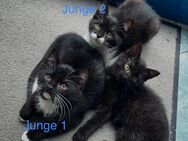 Kitten(männlich) suchen liebevolles Zuhause - Leopoldshöhe