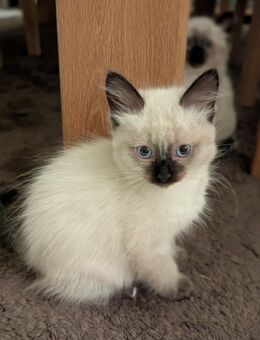 Siam - Perse Kitten 2 Mädchen - Boppard Zentrum
