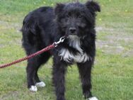 Blacky - Wuschel auf Körbchen suche - Elmshorn