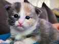 Bunte Edelkatzen Norwegische Waldkatzen 🩷 Birma kitten in 23611