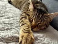 Kater zu verkaufen - Fürth (Hessen)