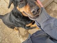 Lucky2; Rotti-Mix sucht Gnadenplatz - Geilenkirchen