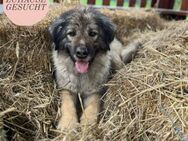 LILI sucht ihr perfect match ❤️ - Saarbrücken